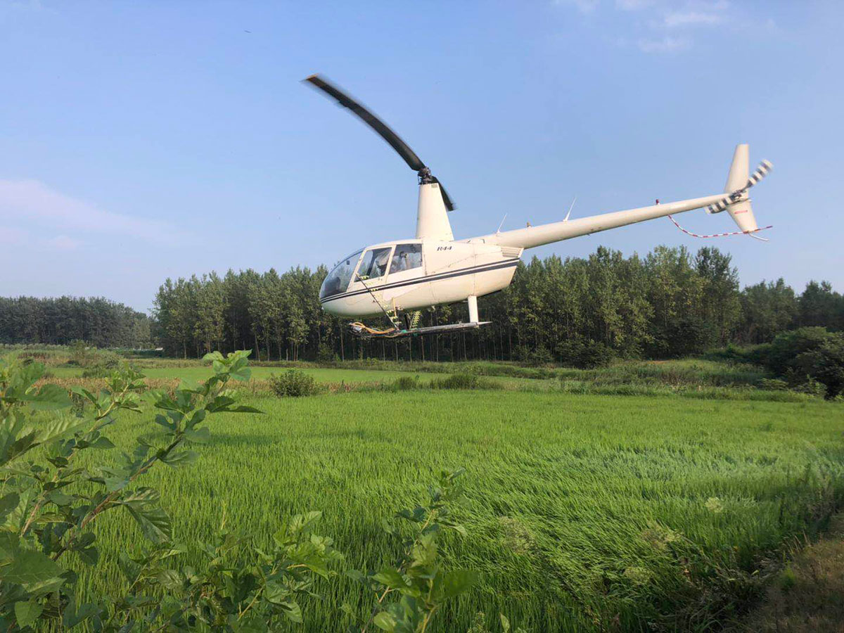 防治小麥
